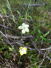 platystemon californicus